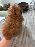 Sebastian , a male Poodle - Toy  for sale in Houston, TX – 4 of 7