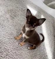 AKC Benedict , a male Chihuahua for sale in Houston, TX – 8 of 10