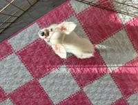 Blue Eyes, a female Chihuahua for sale in Houston, TX – Photo 1 of 8