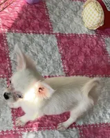 Blue Eyes, a female Chihuahua for sale in Houston, TX – Photo 7 of 8