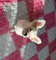 Blue Eyes, a female Chihuahua for sale in Houston, TX – Photo 5 of 8