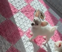 Blue Eyes, a female Chihuahua for sale in Houston, TX – Photo 2 of 8