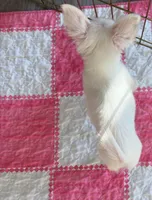 Blue Eyes, a female Chihuahua for sale in Houston, TX – Photo 6 of 8