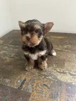 Chocolate , a male Yorkshire Terrier for sale in Houston, TX – 3 of 6