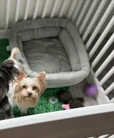 White Chocolate , a female Yorkshire Terrier for sale in Houston, TX – 4 of 6