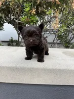 Tcup Chocolate Twix , a male Yorkshire Terrier for sale in Houston, TX – 7 of 8