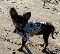 AKC Manolo , a male Chihuahua for sale in Houston, TX – 5 of 10