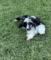 Bridge , a male Cockapoo for sale in Houston, TX – 4 of 10