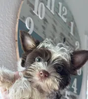 AKC Bristol , a female Yorkshire Terrier for sale in Houston, TX – 4 of 7