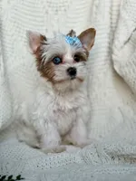 Diamond, a female Yorkshire Terrier for sale in Houston, TX – 4 of 10