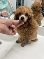 Sebastian , a male Poodle - Toy  for sale in Houston, TX – 3 of 9