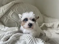 Diamond , a female Yorkshire Terrier for sale in Houston, TX – 6 of 10