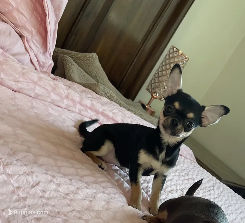 Apple head Melany  – Chihuahua puppy for sale in Houston, TX