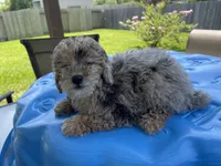 Chase , a male Poodle - Toy  for sale in Houston, TX – 3 of 4