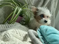 Blue Eyed Diamond , a female Yorkshire Terrier for sale in Houston, TX – 5 of 6