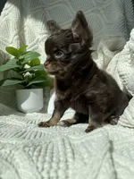 AKC Pecan , a male Chihuahua for sale in Houston, TX – 6 of 10
