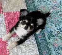 AKC Apple Head , a male Chihuahua for sale in Houston, TX – Photo 5 of 7