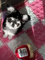 AKC Apple Head , a male Chihuahua for sale in Houston, TX – Photo 3 of 7