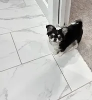 AKC Apple Head , a male Chihuahua for sale in Houston, TX – Photo 6 of 7