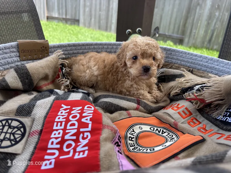 Hanna  – Poodle - Toy  puppy for sale in Houston, TX