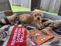 Hanna , a female Poodle - Toy  for sale in Houston, TX – 1 of 10