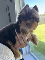 AKC Chocolate , a male Yorkshire Terrier for sale in Houston, TX – 8 of 9