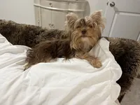 AKC Abby , a female Yorkshire Terrier for sale in Houston, TX – 2 of 10