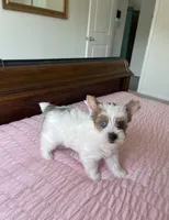 Blue eyes , a female Yorkshire Terrier for sale in Houston, TX – 8 of 10
