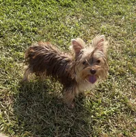 AKC Abby , a female Yorkshire Terrier for sale in Houston, TX – 8 of 10