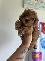 Red, a male Poodle - Toy  for sale in Houston, TX – 8 of 10
