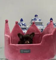 AKC Pecan , a male Chihuahua for sale in Houston, TX – 6 of 7
