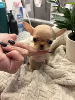 AKC Micro Pocket Pup , a female Chihuahua for sale in Houston, TX – 7 of 10