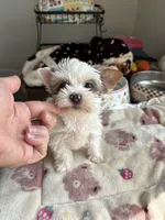 Diamond , a female Yorkshire Terrier for sale in Houston, TX – 7 of 10