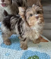 Donut , a male Yorkshire Terrier for sale in Houston, TX – 4 of 4