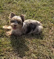 Calista , a female Yorkshire Terrier for sale in Houston, TX – 7 of 9