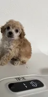 Micro Tcup , a male Poodle - Toy  for sale in Houston, TX – 3 of 6