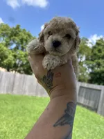 Polo, a male Poodle - Toy  for sale in Houston, TX – 3 of 6