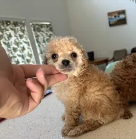 XS Tiny Toy, a male Poodle - Toy  for sale in Houston, TX – 1 of 7