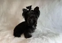 Tcup Import, a female Yorkshire Terrier for sale in Houston, TX – 2 of 10