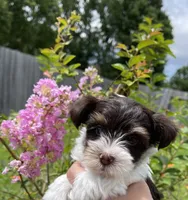 AKC Whimsy , a female Yorkshire Terrier for sale in Houston, TX – 10 of 10