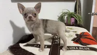AKC Merle, a male Chihuahua for sale in Houston, TX – 3 of 9