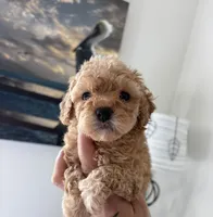 Hanna , a female Poodle - Toy  for sale in Houston, TX – 8 of 10