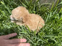 XS Tiny Toy, a male Poodle - Toy  for sale in Houston, TX – 2 of 7