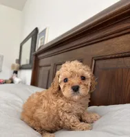 Hanna , a female Poodle - Toy  for sale in Houston, TX – 4 of 10