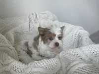 Denali, a male Yorkshire Terrier for sale in Houston, TX – 3 of 10