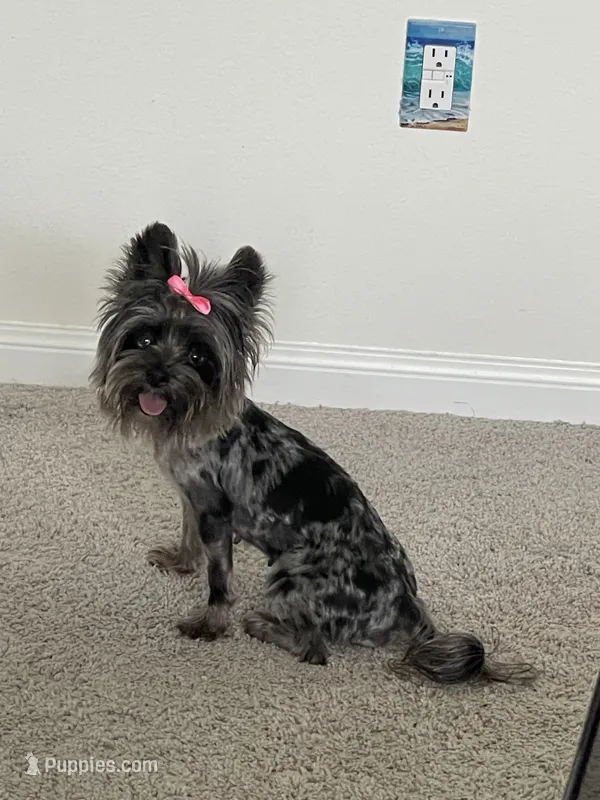 Merle  – Yorkshire Terrier puppy for sale in Houston, TX