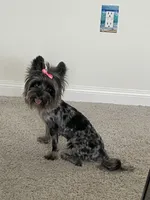 Merle , a female Yorkshire Terrier for sale in Houston, TX – 1 of 10