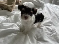 AKC Whimsy , a female Yorkshire Terrier for sale in Houston, TX – 4 of 10