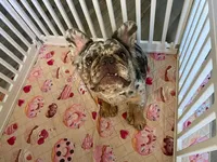 Breckie , a female French Bulldog for sale in Houston, TX – 2 of 4