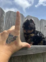  Tcup Everleigh  , a female Yorkshire Terrier for sale in Houston, TX – 7 of 10